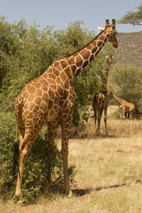 giraffe
